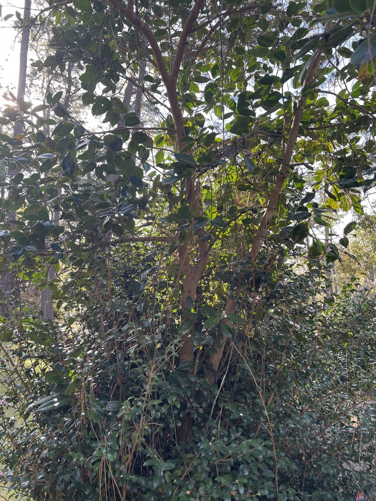 Reticulated camellia