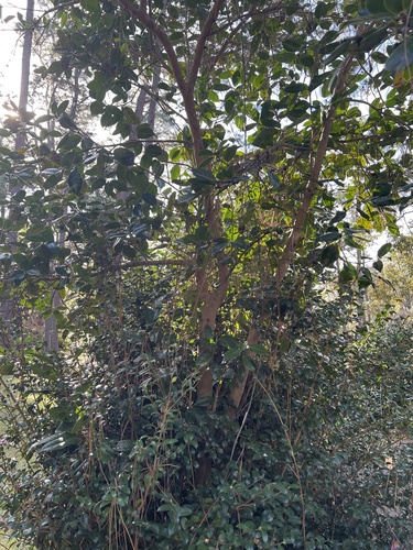 Camellia reticulata