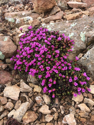 Subspecies Saxifraga oppositifolia paradoxa · iNaturalist United Kingdom