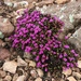 Saxifraga oppositifolia paradoxa - Photo (c) bartmuys, todos los derechos reservados, subido por bartmuys
