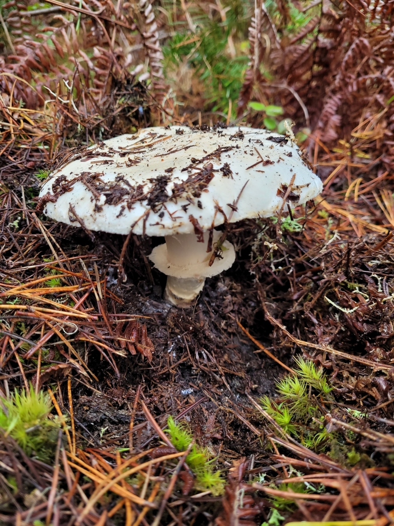 Western Matsutake in November 2021 by Holli Pruhsmeier. Cinnamon smell