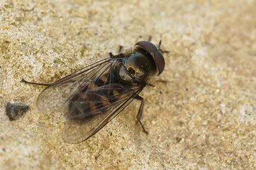 Hairy-eyed Halfband