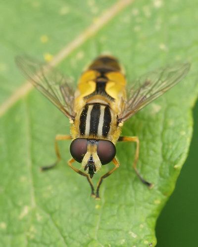 Woolly-tailed Marsh Fly
