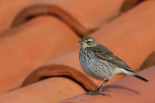 Water Pipit