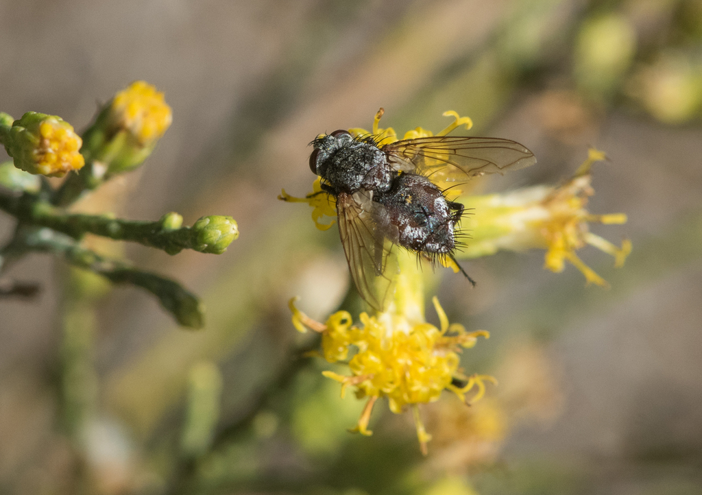 Bristle Flies from Los Angeles County, CA, USA on November 10, 2021 at