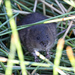 Round-tailed Muskrat - Photo (c) Jake Scott, all rights reserved, uploaded by Jake Scott