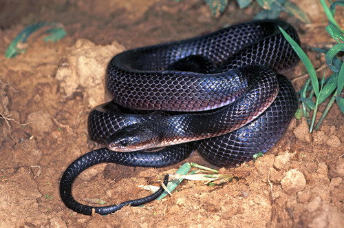 Boiruna maculata observed by herpguy on February 24, 1996 · iNaturalist.org