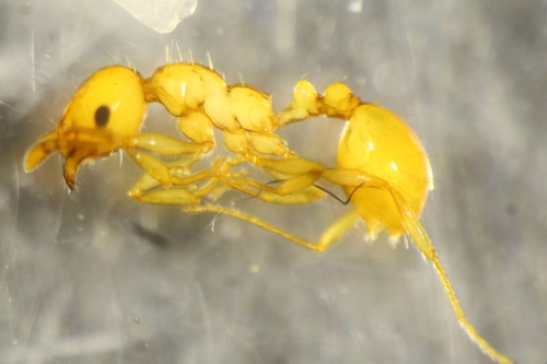 Ochetomyrmex neopolitusOchetomyrmex neopolitus