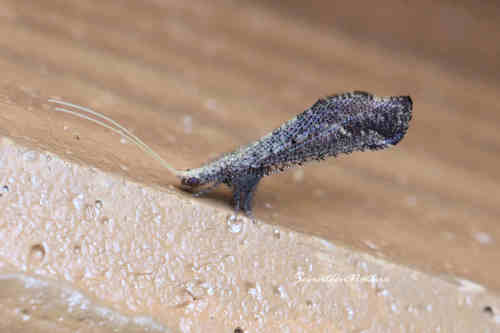 Berotha baminana