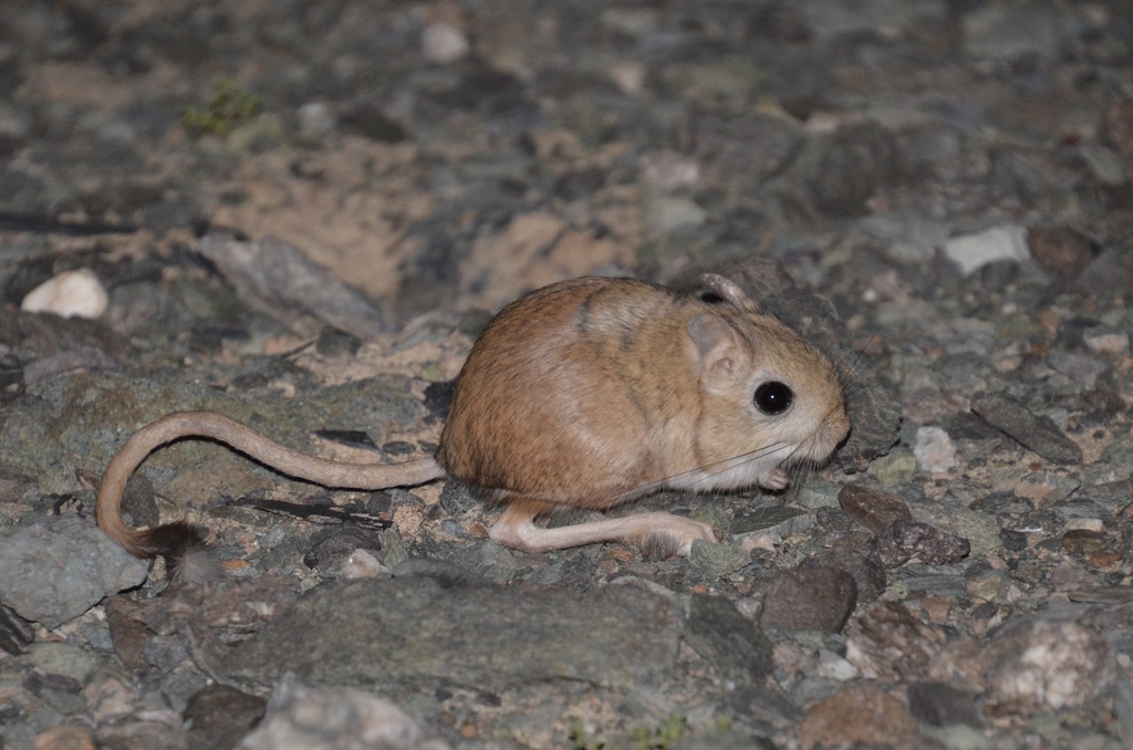 Andrews's Three-toed Jerboa (Stylodipus andrewsi)