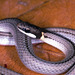 Spirit Diminutive Snake - Photo (c) Paul Freed, all rights reserved, uploaded by Paul Freed