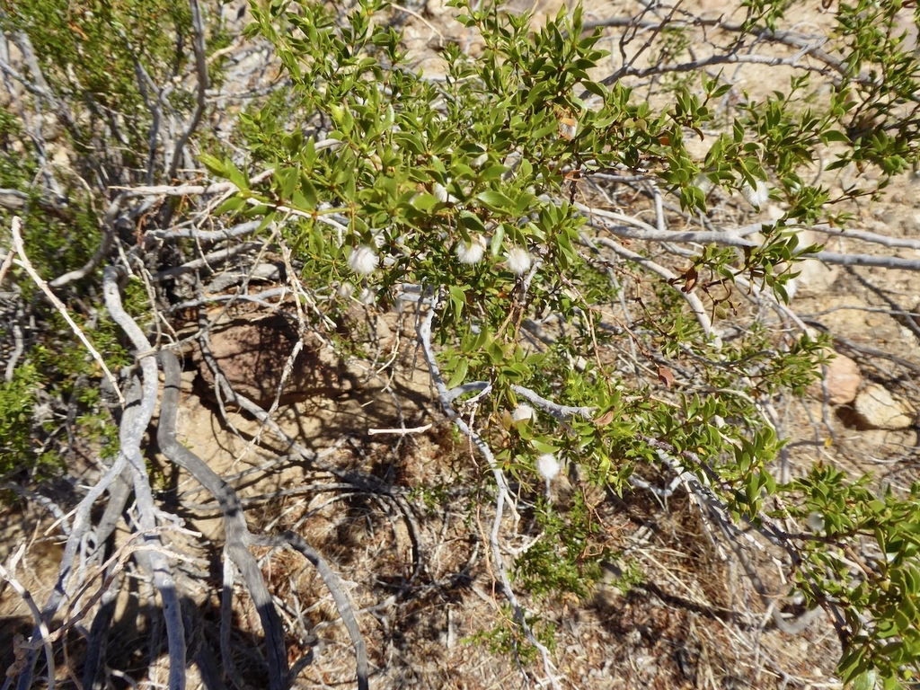 Creosote Bush from San Diego County, CA, USA on October 31, 2021 at 11: ...