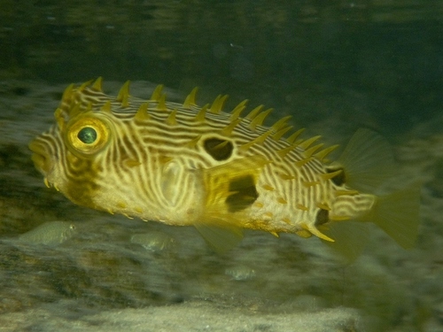 Striped Burrfish
