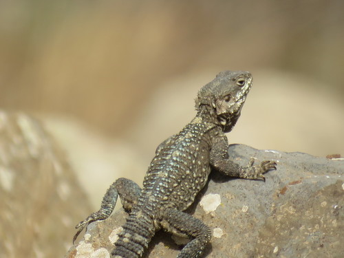 Egyptian Rock Agama