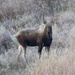 Ussuri Moose - Photo (c) Juugee Nergui, all rights reserved, uploaded by Juugee Nergui