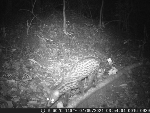 Servaline Genet