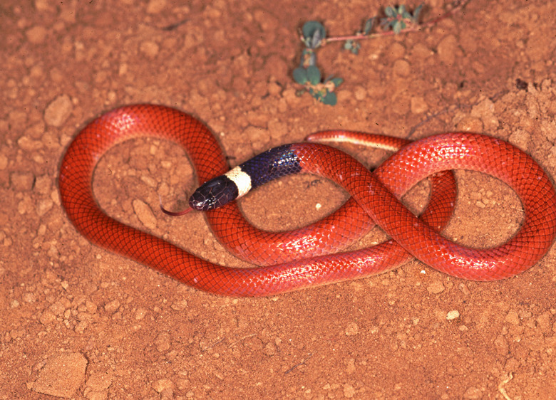 Serpente Tricolor