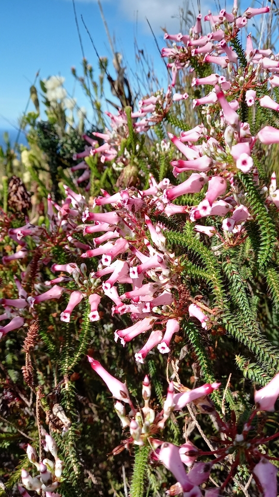 Hairleaf Heath from Kleinmond, 7195, South Africa on November 11, 2021