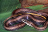 Spotted Ground-Snake - Photo (c) Paul Freed, all rights reserved, uploaded by Paul Freed