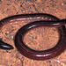 Amerotyphlops - Photo (c) Paul Freed, all rights reserved, uploaded by Paul Freed