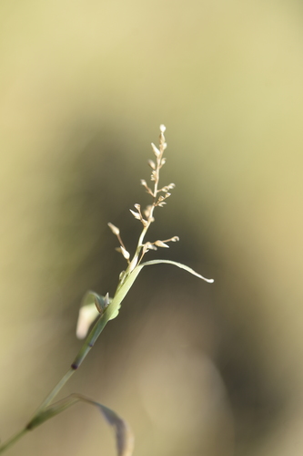 Coelachne japonica · iNaturalist