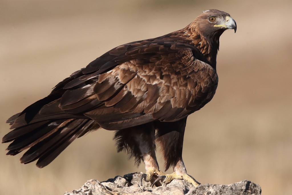 Águila Real (Aquila chrysaetos) · Natusfera