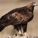 Golden Eagle - Photo (c) Carlos N. G. Bocos, all rights reserved, uploaded by Carlos N. G. Bocos