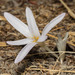 Colchicum balansae - Photo (c) Konstantinos Kalaentzis, todos los derechos reservados, subido por Konstantinos Kalaentzis