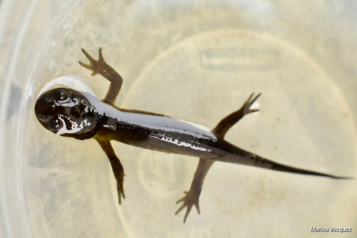 Delicate-skinned Salamander