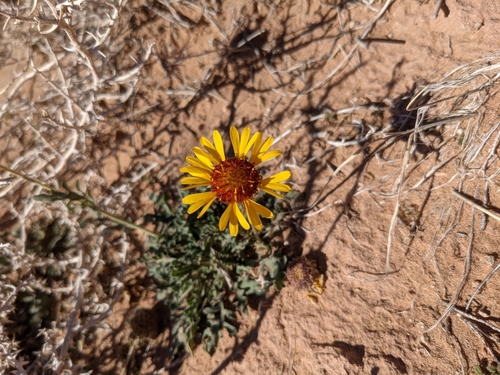 red dome blanketflower