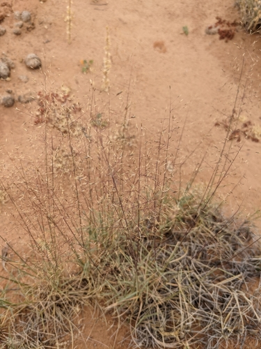 Sandhill Muhly