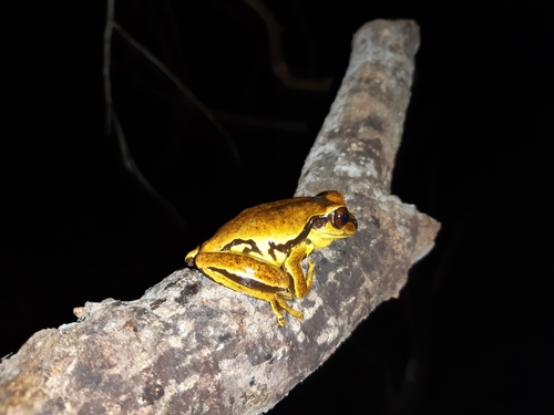 Mourning Tree Frog