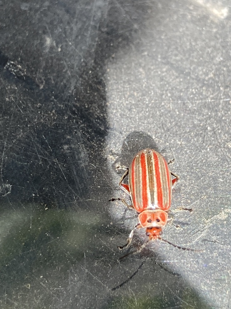 Disonycha from Calle Santa Cruz del Valle, Tonalá, JAL, MX on November