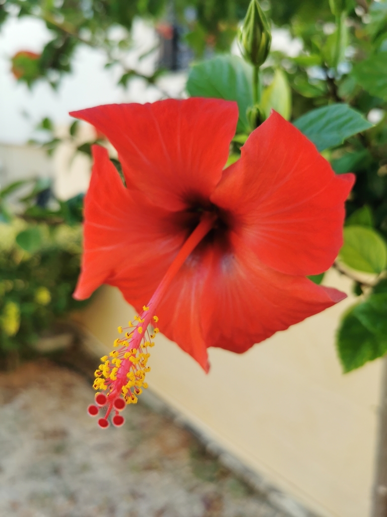 Chinese hibiscus from Grecja on September 28, 2021 at 09:13 AM by ...