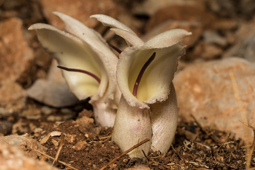 Marmaris Biarum (Biarum marmarisense)