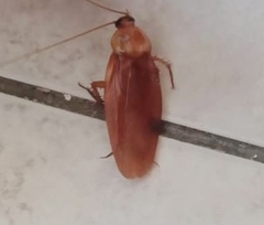 Periplaneta americana image