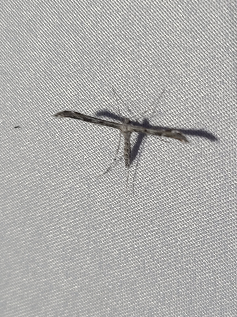Blackmarked Plume Moth from Lewisville, TX 75057, USA on October 21, 2021 at 0715 PM by