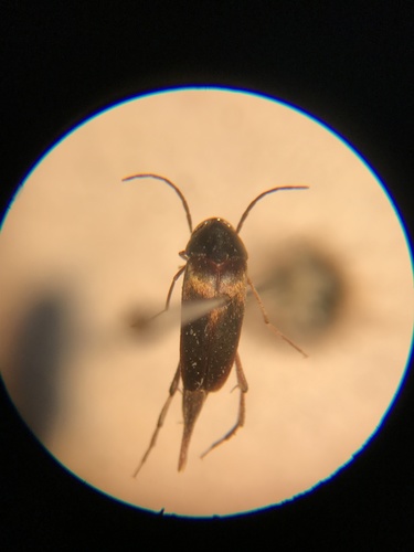 Mordellistena scalaris