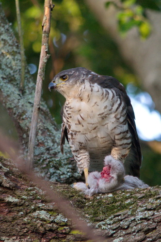 Southern African Goshawk