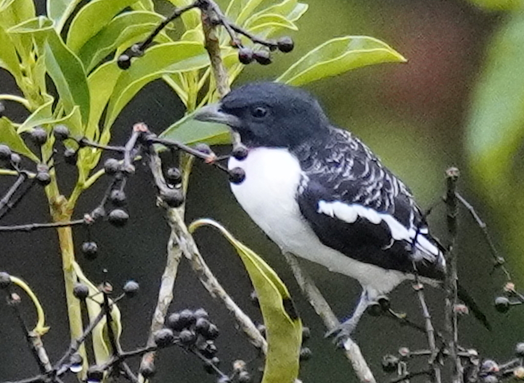 Purple-throated Cotinga (Porphyrolaema porphyrolaema) photo