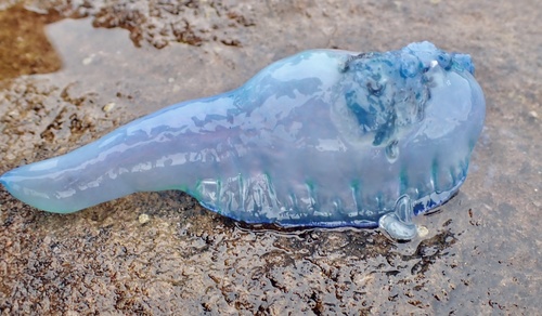 photo of Portuguese Man O' War (Physalia physalis)