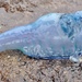 photo of Portuguese Man O' War (Physalia physalis)