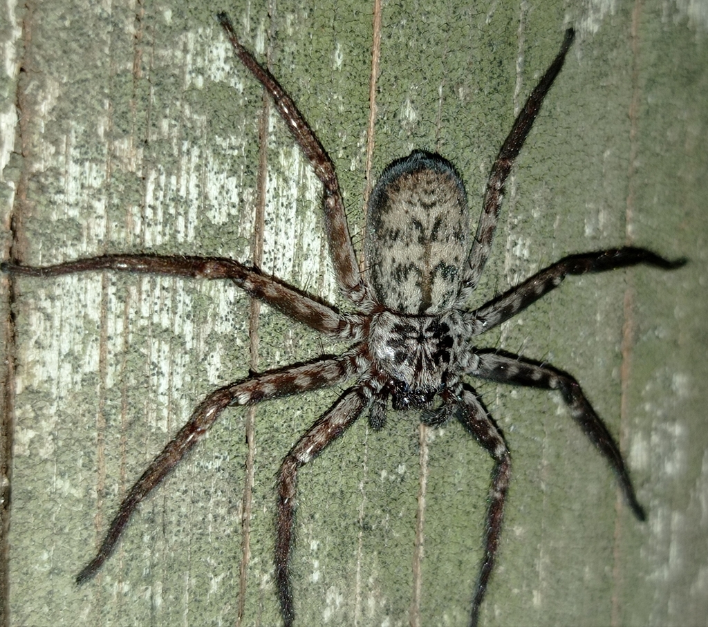 Crescent-eyed Spiders from Yapeyú, Corrientes, Argentina on November 11 ...