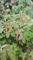 Rubus robustus image