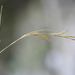 Carex teinogyna - Photo (c) Yanghoon Cho, all rights reserved, uploaded by Yanghoon Cho