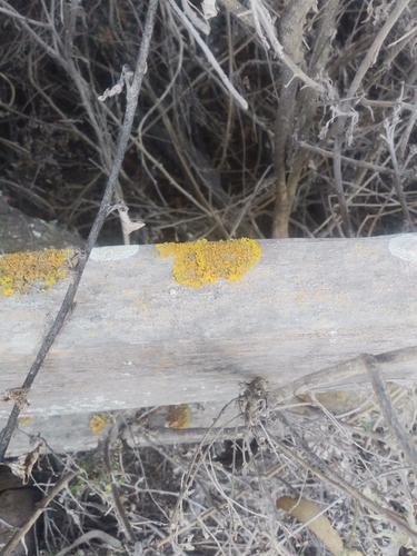 iNaturalist observation photo of Xanthorioideae