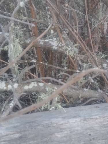 iNaturalist observation photo of Ascomycete Fungi
