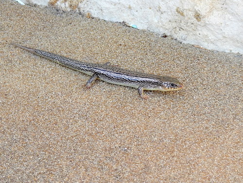 Great Plains Skink