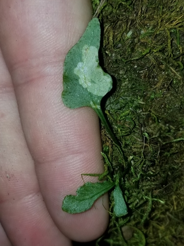 Asplenium X inexpectatum