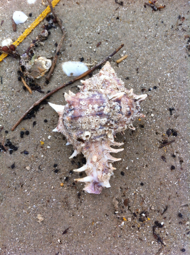 Giant Atlantic Murex
